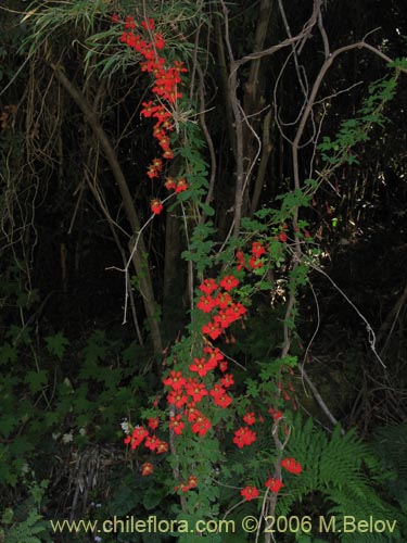 Tropaeolum speciosum의 사진